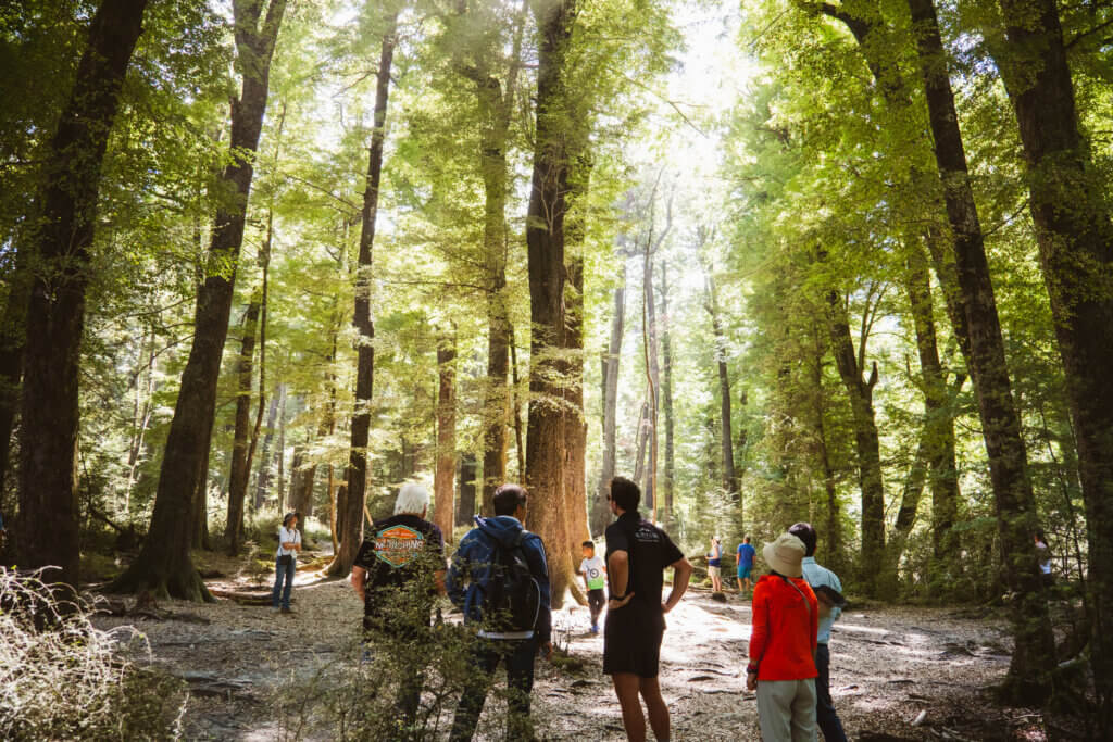 People looking up at tall trees in native forest